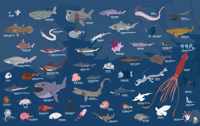 Fishes of the deep sea