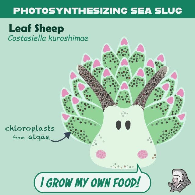 An illustration of a sea slug that grows its own food
