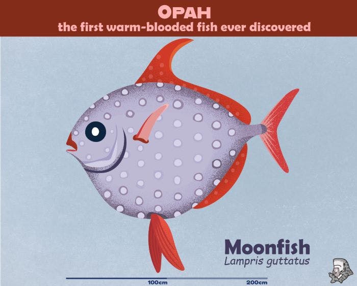 A picture of a moonfish