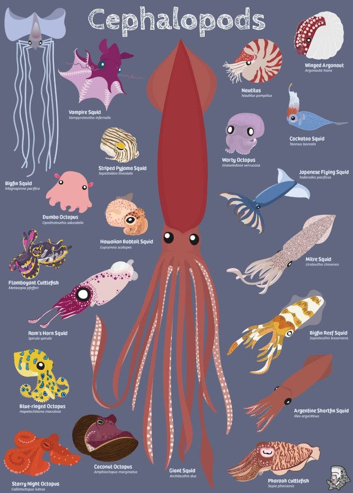 A collection of different octopuses and squids