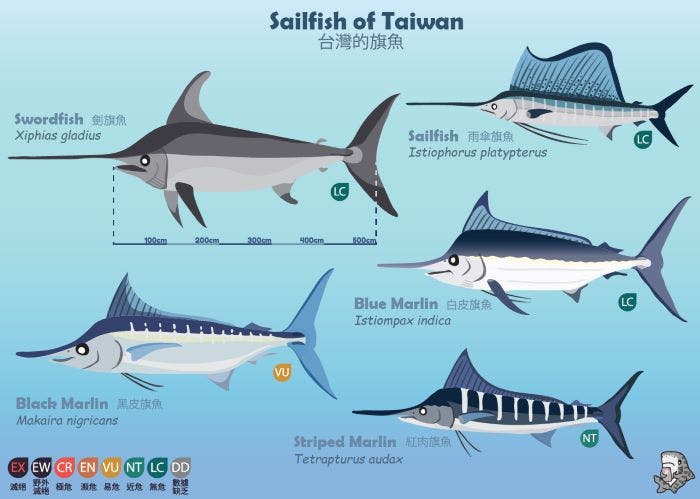 A chart of the different species of sailfish in Taiwan