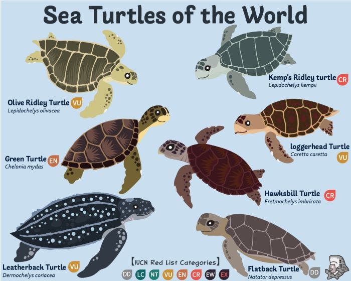Different species of turtles