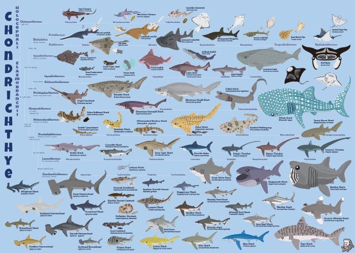 鯊魚的分類圖表