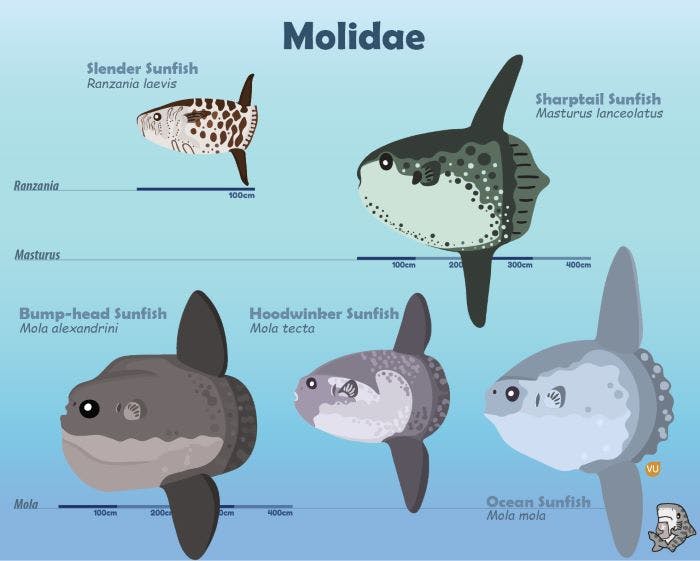 Different species of sunfish
