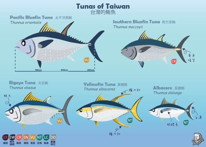 Different species of tunafish in Taiwan