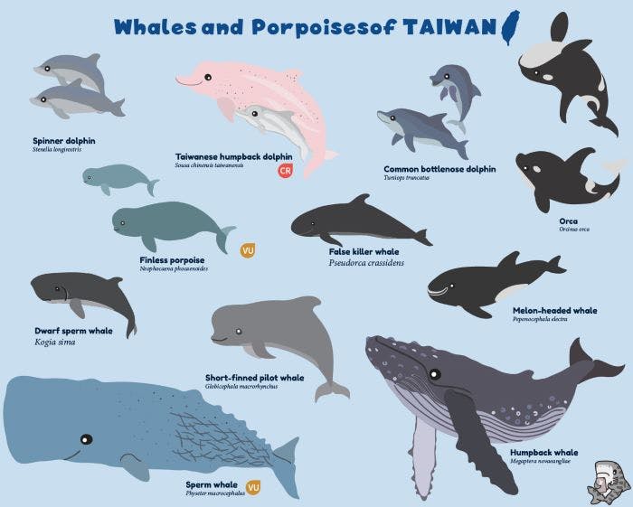 Species of whales and dolphins of Taiwan