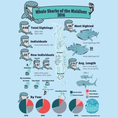 Maldives Whale Shark Research Program infographic by Five Gills Design