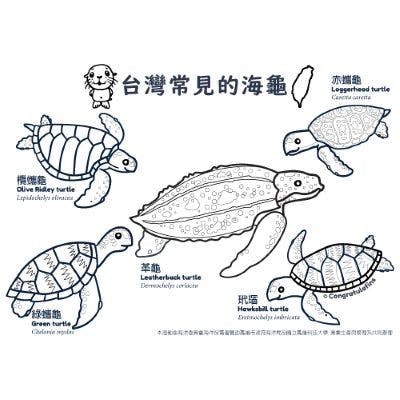 Marine Bureau Kaohsiung City Government sea turtle coloring sheets by Five Gills Design