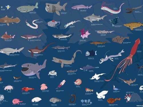 A sample of my art, from the deep-sea species collection
