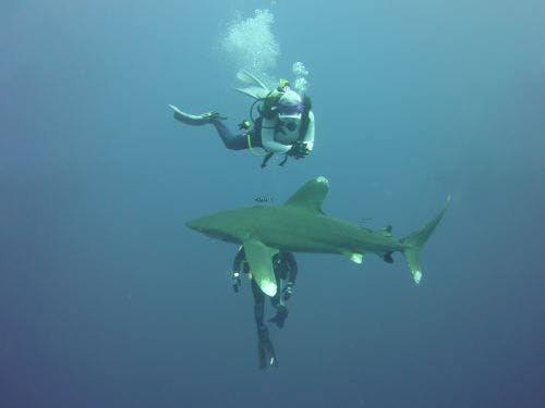 Me diving with an oceanic whitetip shark in the Red Sea of Egypt